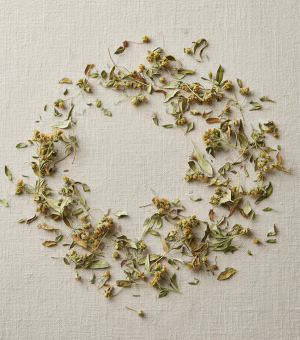 sladki pelin domači čaj za imunski sistem