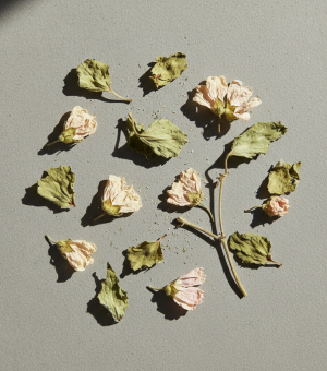 Raztresen zeliščni čaj ajbiš navadni slez